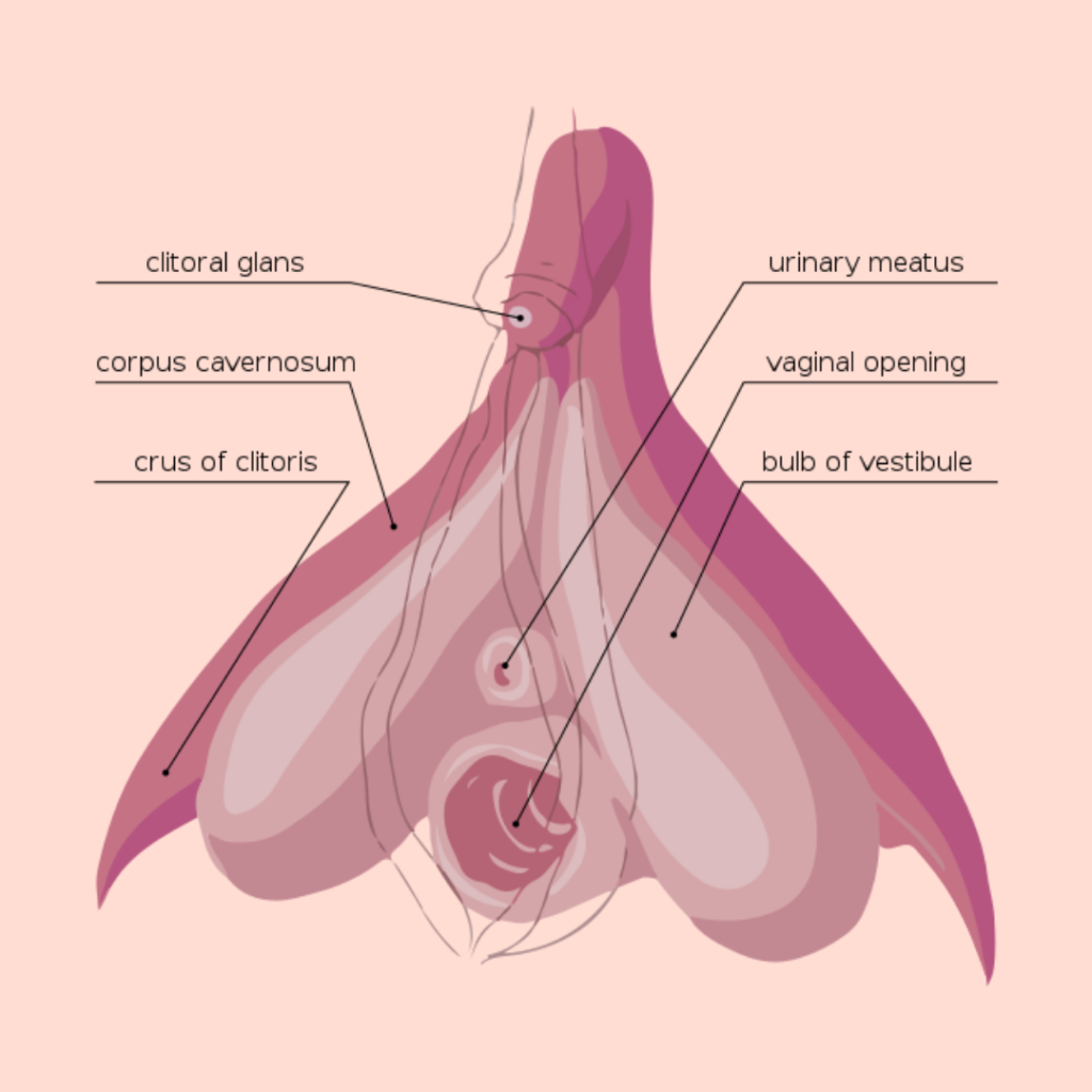 anatomy: drawing of a clitoris