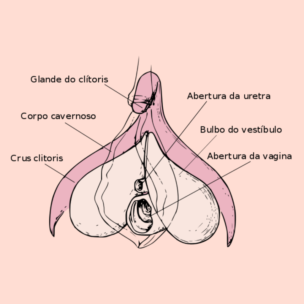 anatomia: desenho do clitoris