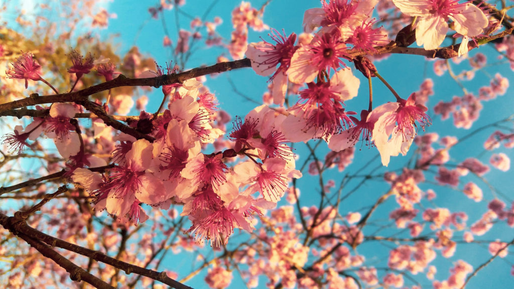 Cherry blossoms and blue sky